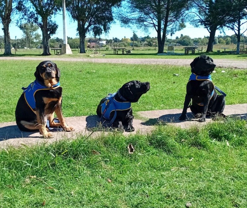En la U27 adiestraron tres perros para personas con discapacidad